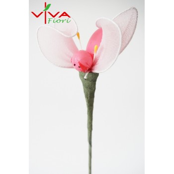 Motylek Calza Pomarańczowy 2